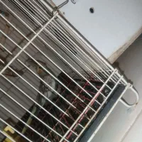 عروس هلندی جفت مولد|پرنده|اندیشه, اندیشه فاز ۱|دیوار