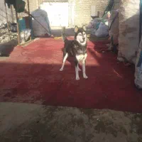 سگ هاسکی زرنگ