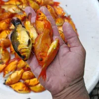 ماهی قرمز|ماهی|سنگر, |دیوار