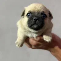 سگ پاگ|سگ|اصفهان, سپاهان‌شهر|دیوار