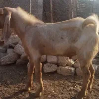 کهره چکل اصل پاکستانی