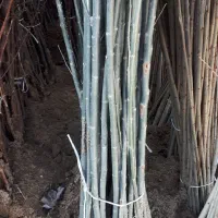 نهال کبوده یک ساله سریع الرشد|خدمات باغبانی و درختکاری|شوط, |دیوار