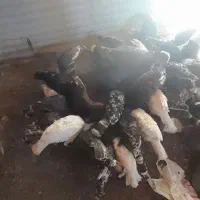 قوقلمون|حیوانات مزرعه|میانه, |دیوار