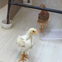 جوجه|حیوانات مزرعه|قم, پردیسان|دیوار