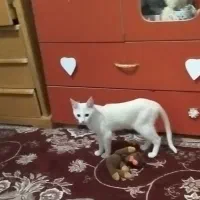 گربه گمشده چند ماه پیش مژدگانی داده میشود