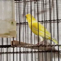 قناری نر دهن زن