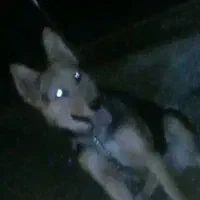 سگ میکس ژرمن