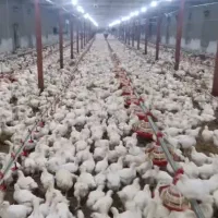 مرغداری 30 هزاری اجاره ای