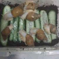 فروش حلزون|خزنده|شیراز, شریف‌آباد|دیوار