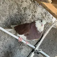 همه سالم و سرحال|پرنده|پیر بکران, |دیوار