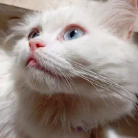 گربه|گربه|گرگان, |دیوار