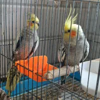 مرغ عروس هلندی گمنشده