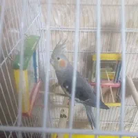 عروس هلندی اهلی