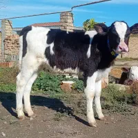 گوساله هلشتاین نر جنس صنعتی خوراک خور کلفت گاو|حیوانات مزرعه|آق قلا, |دیوار