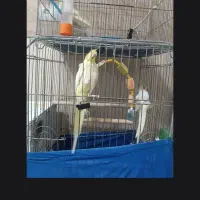 فروش یک جفت عروس هلندی لوتینو