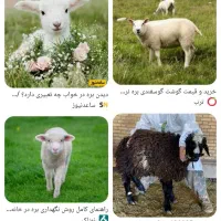 بره ریز