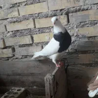 فروش کبوتر طوقی ویک عدد فنج سیلور وسه عددبوقلمون