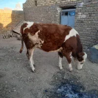 گوساله سیمنتال قرمز تلیسه|حیوانات مزرعه|قیدار, |دیوار