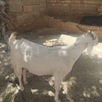 بره بز|حیوانات مزرعه|تایباد, |دیوار