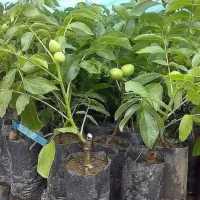 نهالستان تک نهال علی نهال