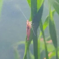 میگو ردچری اکواریوم ،ماهی