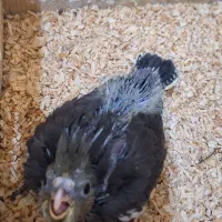 پرنده زینتی|پرنده|لاهیجان, بازکیاگوراب|دیوار