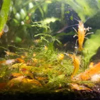 میگو و گیاه آکواریوم شریمپ گیاه کریپتون گندمی|ماهی|شیراز, شهرک جماران|دیوار