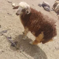 بره شیشک نر چاق