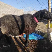 قوچ|حیوانات مزرعه|مبارکه, |دیوار