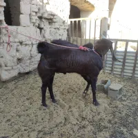 نری آلپاین جوان|حیوانات مزرعه|ماهان, |دیوار