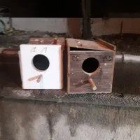 آشیانه کوتوله