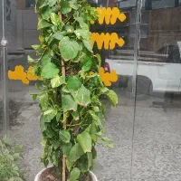 گل پتوس|گل و گیاه طبیعی|بندر گناوه, |دیوار