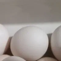 تخم اردک