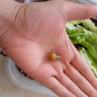 تعدادی حلزون حراج