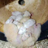 همستر نژاد سوری رایگان
