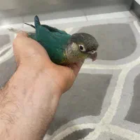 طوطی گرینجیک|پرنده|رباط‌کریم, رباط‌کریم|دیوار