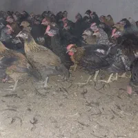 جوجه محلی|حیوانات مزرعه|مرودشت, محمد آباد|دیوار