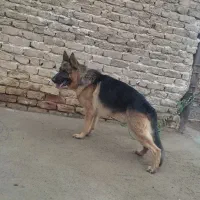 واگذاری ژرمن نر اصیل نگهبان