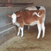 گوساله سیمینتال