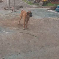 سگ خراسانی نر|سگ|جلین, |دیوار