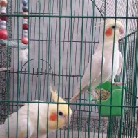 فروش عروس هلندی یک جفت