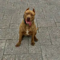 پیتبول ماده اصیل شجره دار