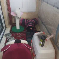 گربه هیمالین بریتیش ۳ ماهه|گربه|مشهد, دانشجو|دیوار