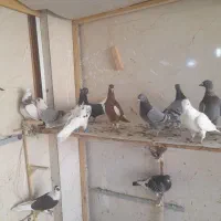 کبوتر پلاکی رنگی نر ماده|پرنده|شیراز, کرونی(خاتونک)|دیوار