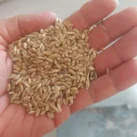 حراج گندم امسال برای کاشت و برای مصرف دام و مرغ