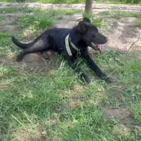 سگ کن کورسو دورگ واگذاری