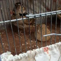 سهره خاکی|پرنده|هشتگرد, شهرک افشاریه|دیوار