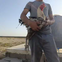 خروس لاری