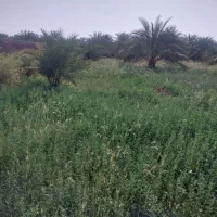 علف اجاره روداب غربی  تورنج رودمشک