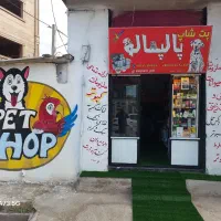 پتشاپ گالیکش.استخدام.فروشنده.شاگرد